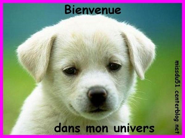 Bienvenue dans l'univers des chiens